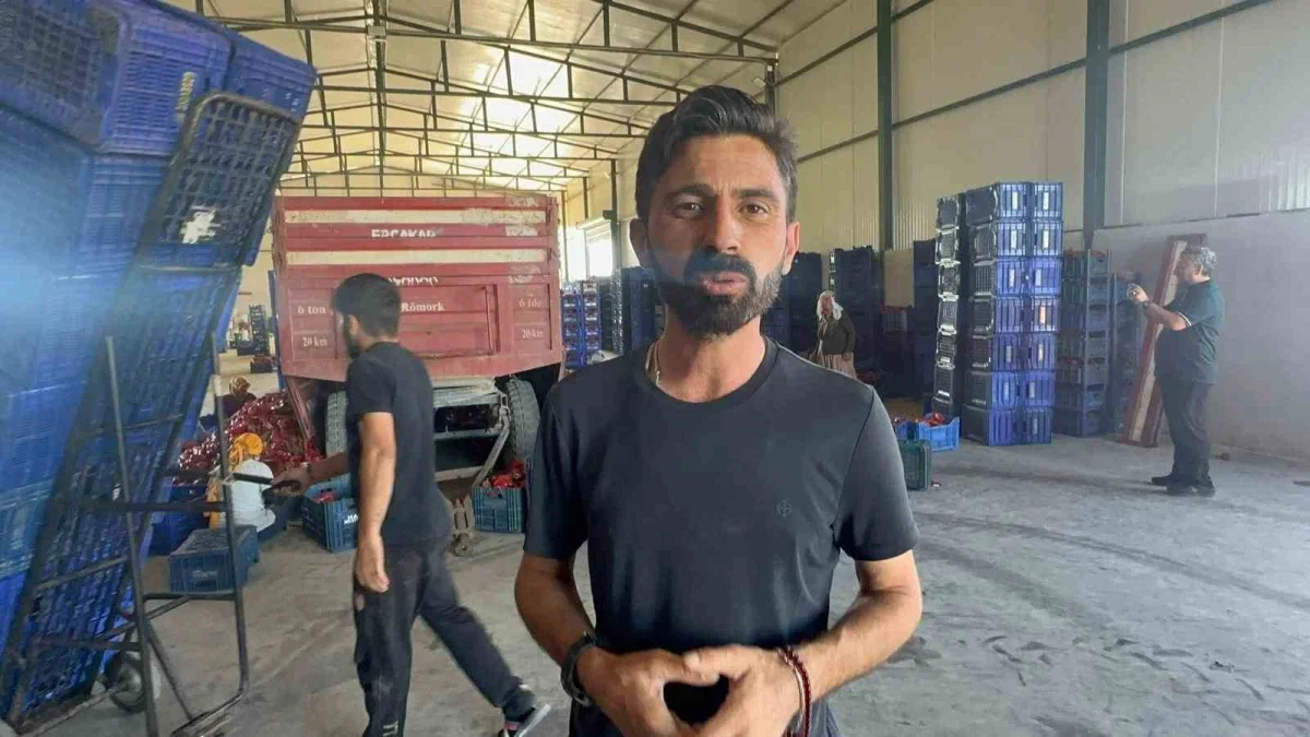 Karacabey biberi ev yapımı salça için Türkiye'ye gönderiliyor