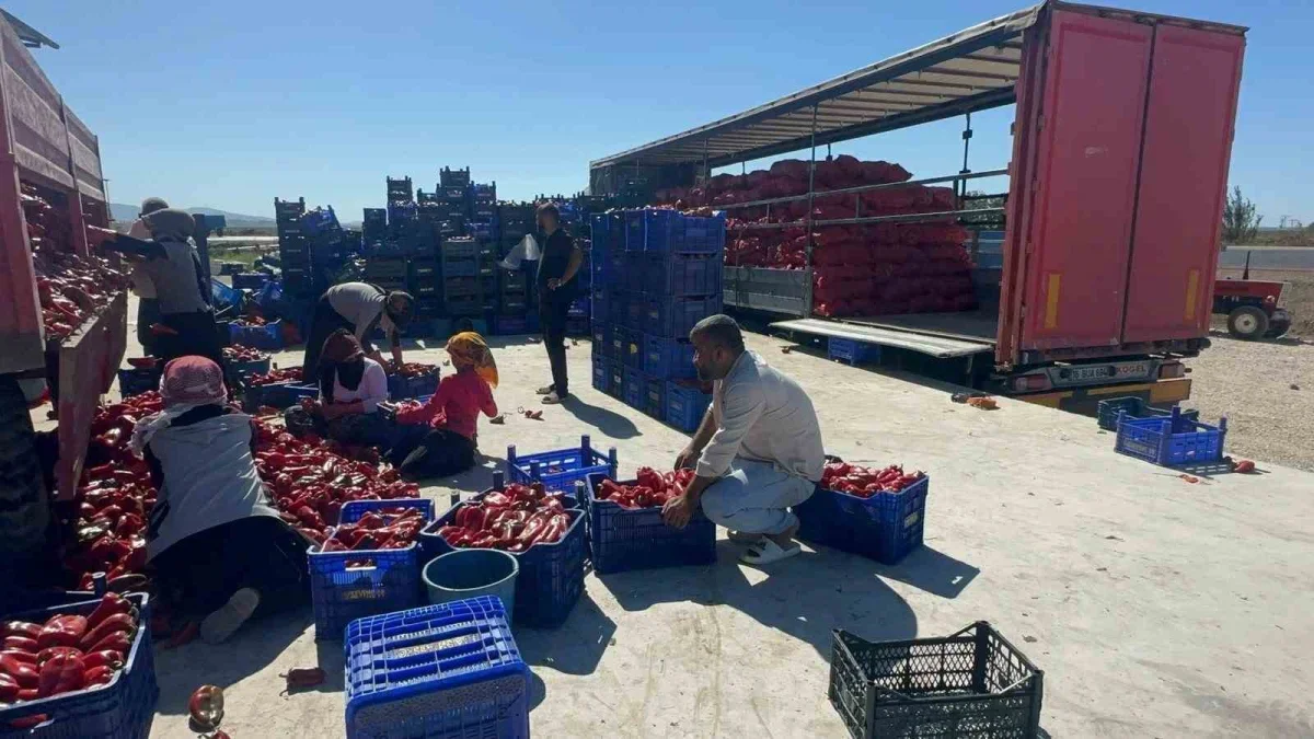 Karacabey biberi ev yapımı salça için Türkiye'ye gönderiliyor