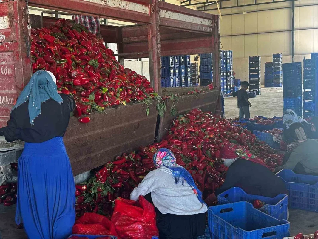 Karacabey biberi ev yapımı salça için Türkiye'ye gönderiliyor