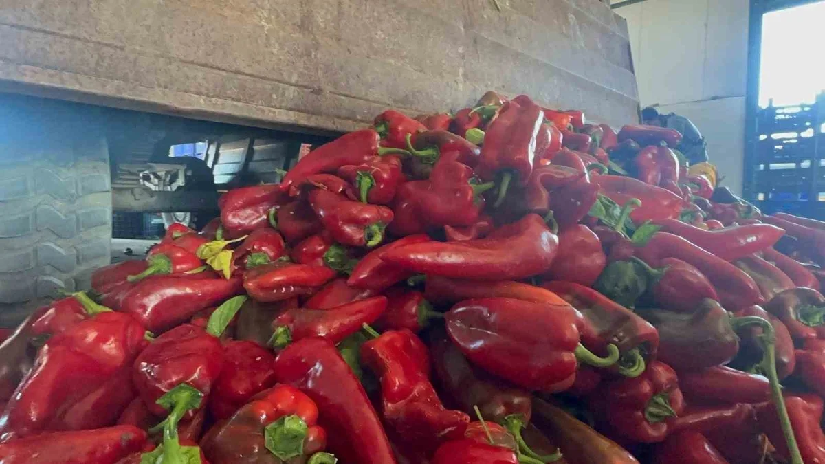 Karacabey biberi ev yapımı salça için Türkiye'ye gönderiliyor