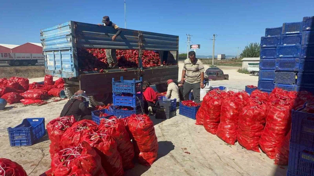 Karacabey biberi ev yapımı salça için Türkiye'ye gönderiliyor