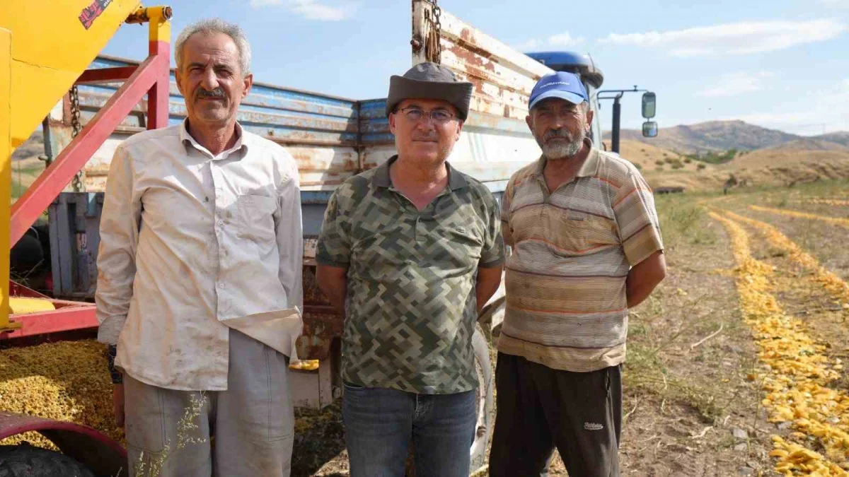 Polatlı'da kabak çekirdeği hasadı: 13 ton rekolte bekleniyor