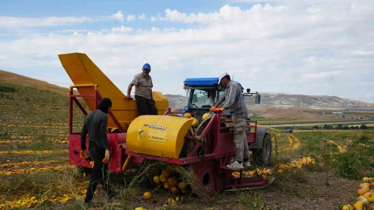 Polatlı'da kabak çekirdeği hasadı: 13 ton rekolte bekleniyor