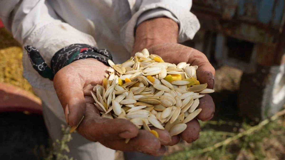 Polatlı'da kabak çekirdeği hasadı: 13 ton rekolte bekleniyor