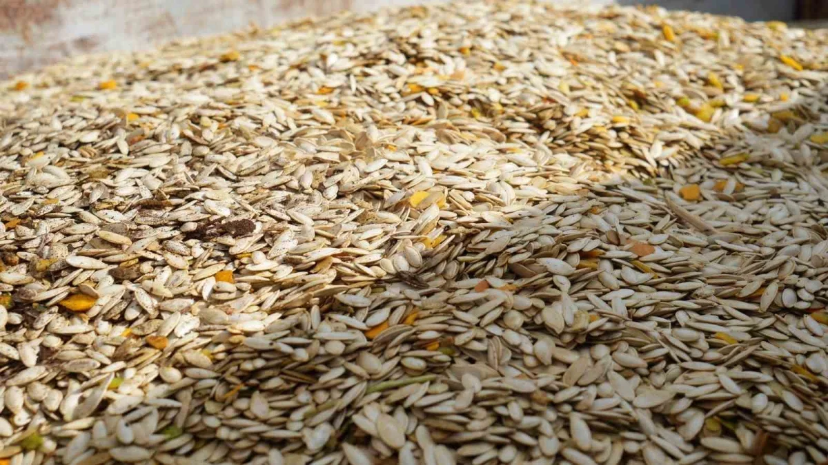 Polatlı'da kabak çekirdeği hasadı: 13 ton rekolte bekleniyor