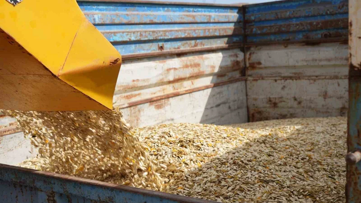Polatlı'da kabak çekirdeği hasadı: 13 ton rekolte bekleniyor