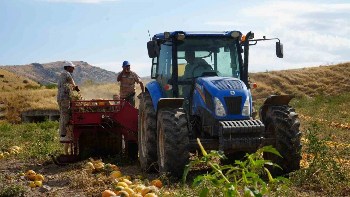 Polatlı'da kabak çekirdeği hasadı: 13 ton rekolte bekleniyor