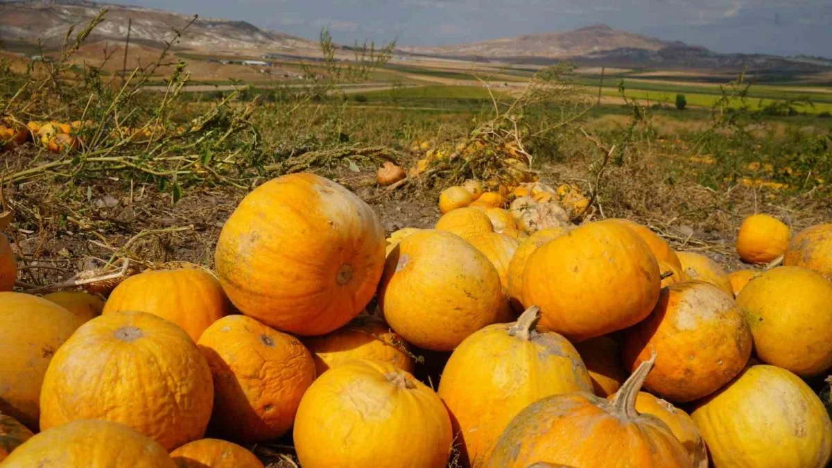 Polatlı'da kabak çekirdeği hasadı: 13 ton rekolte bekleniyor
