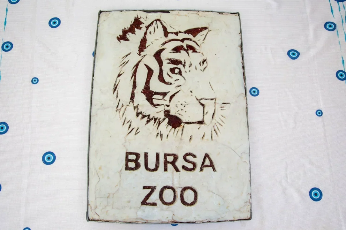 Bursa Hayvanat Bahçesi'nde yavru Amur kaplanı Virginia 100 günlük