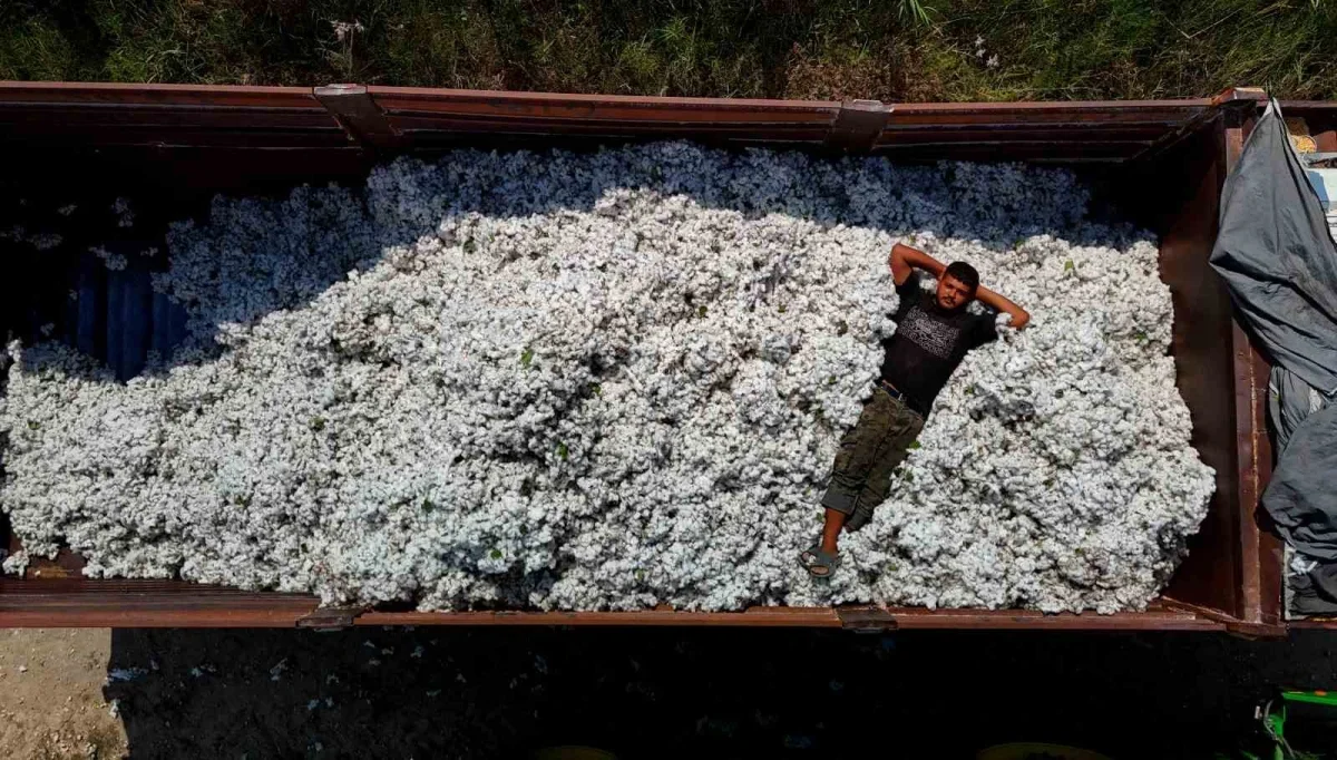 Adana'da pamuk hasadı başladı: Kilogram fiyatı 40 lira