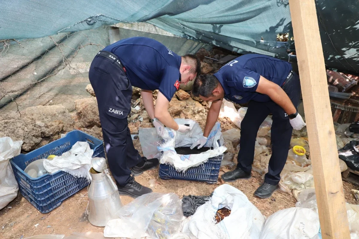 Aksu'da kaçak işletmeye denetim: 535 kilo keçiboynuzu alındı