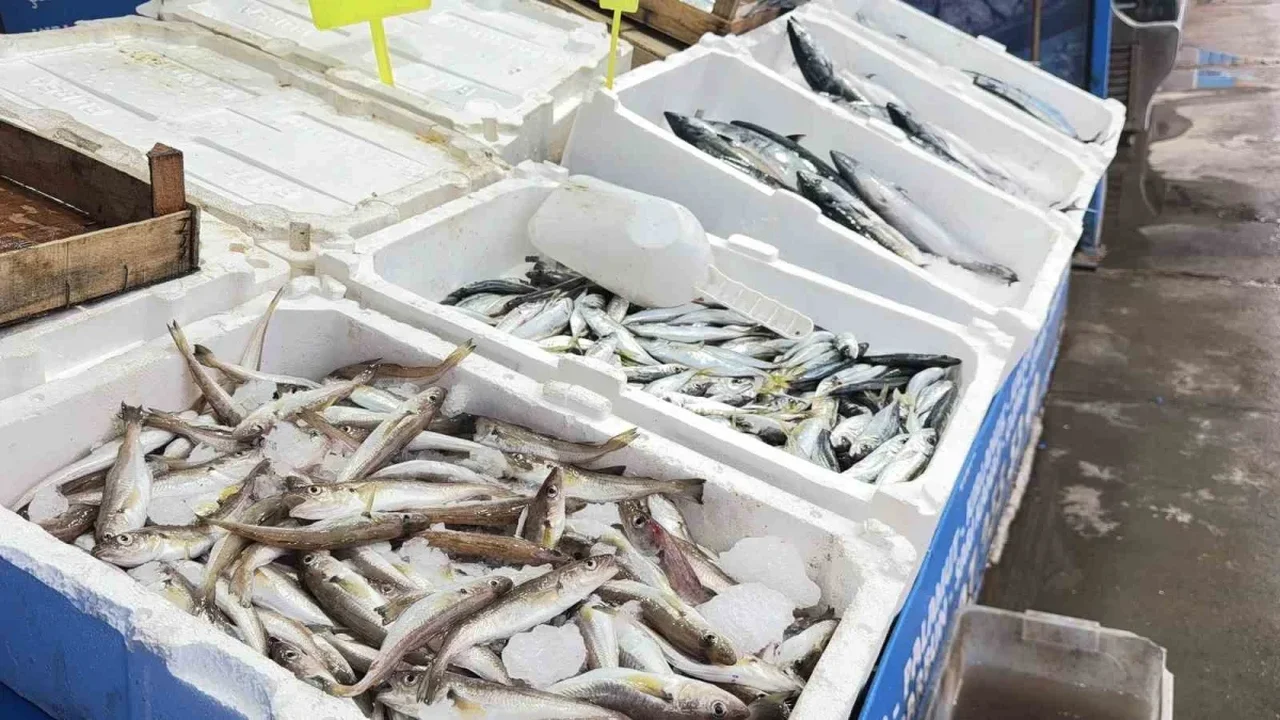 Karaburun Balık Hali'nde palamut bolluğu: Tanesi 100 lira