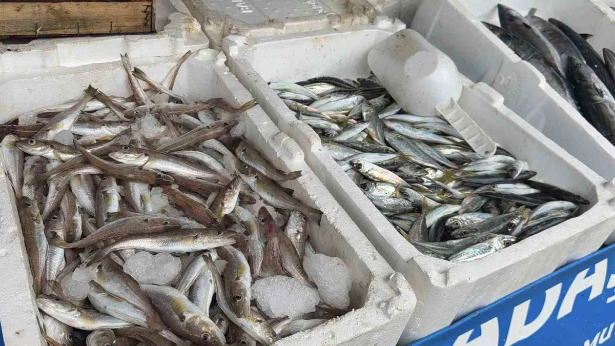 Karaburun Balık Hali'nde palamut bolluğu: Tanesi 100 lira
