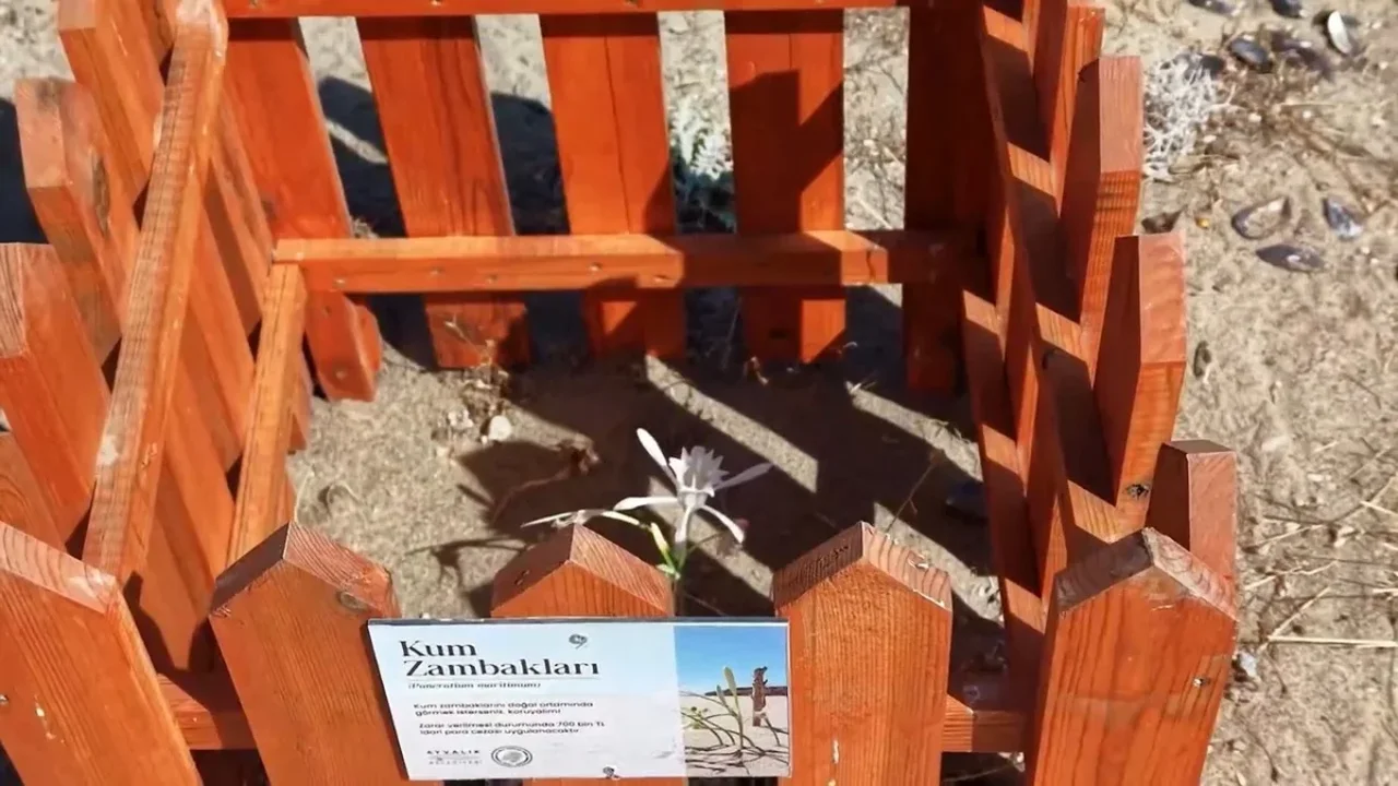 Ayvalık Badavut Sahili'nde kum zambaklarına ahşap koruma