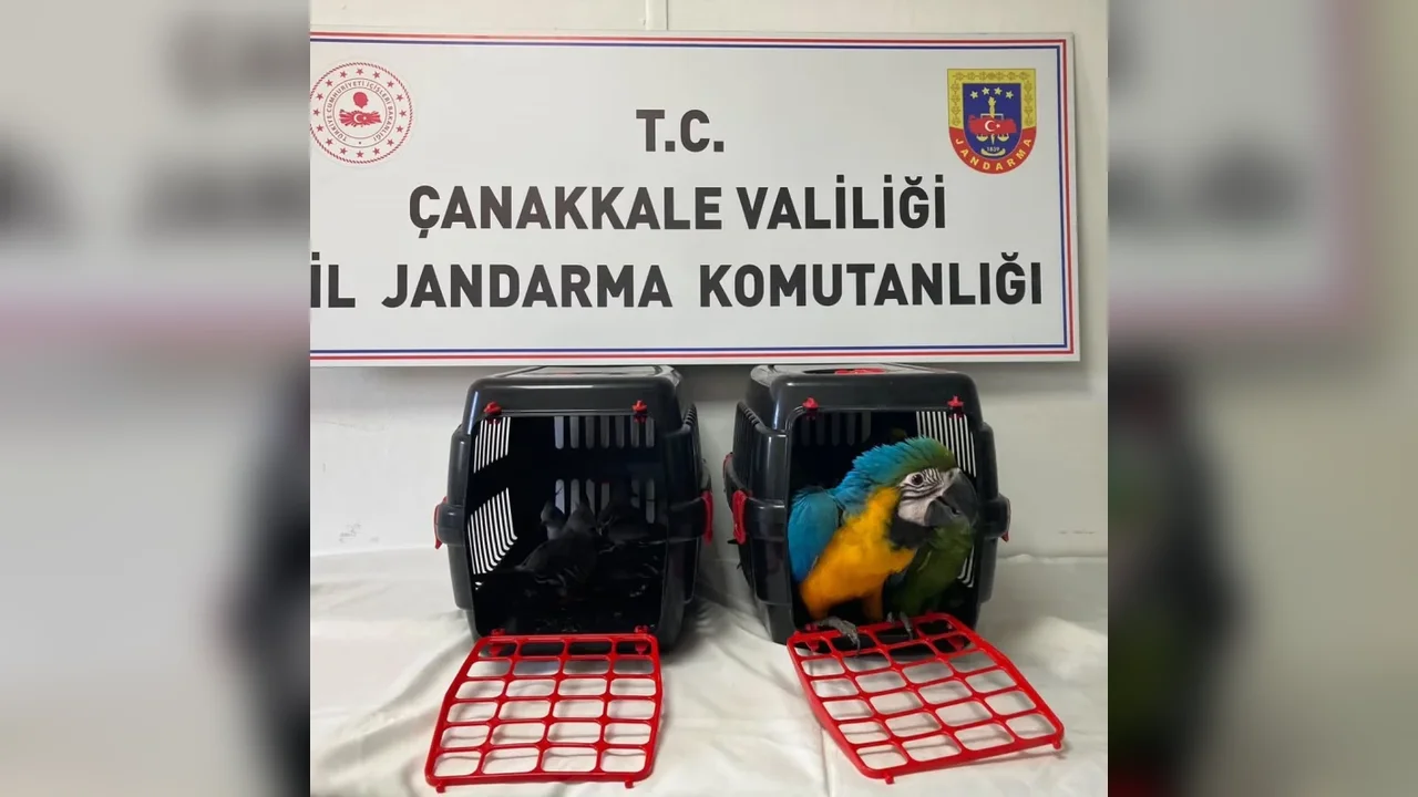 1915 Çanakkale Köprüsü'nde 9 egzotik kuşa el konuldu