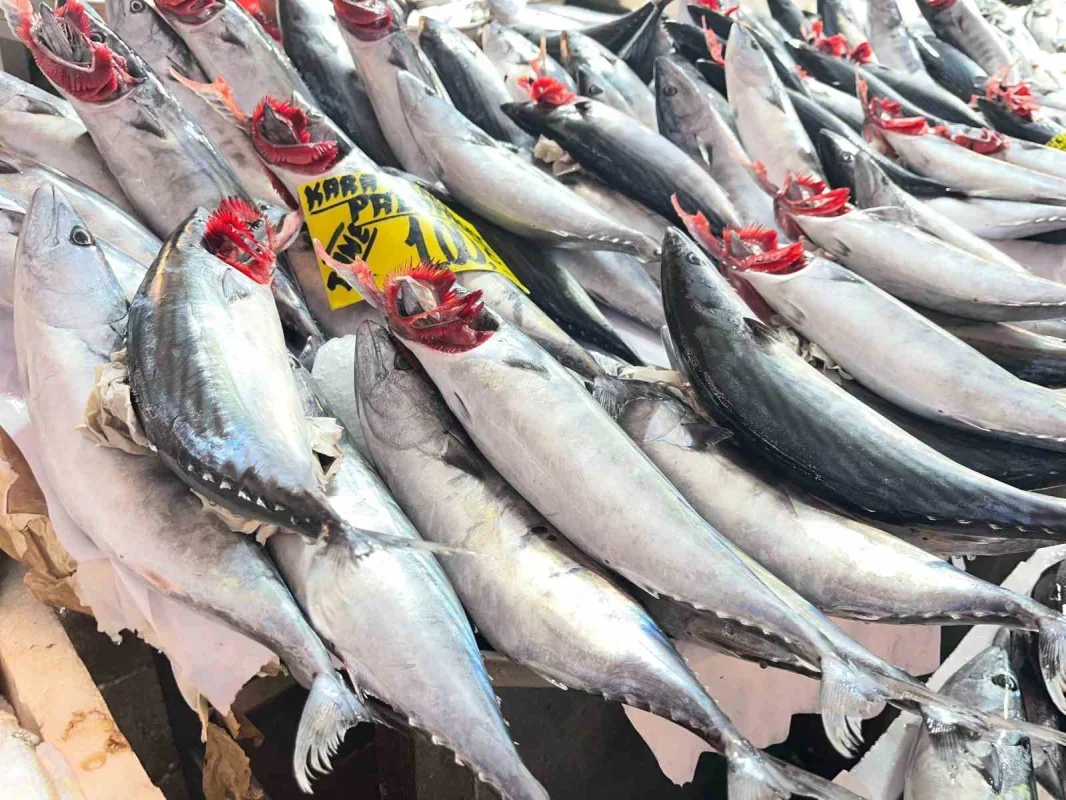İzmir'de palamut bolluğu: Tanesi 100 liradan satılıyor