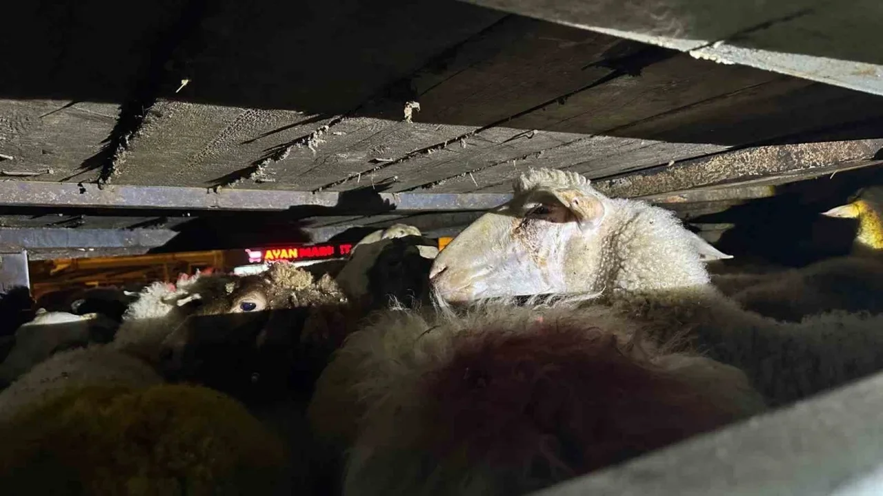 Sakarya'da 2,2 ton kaçak midye ve 156 hayvan yakalandı