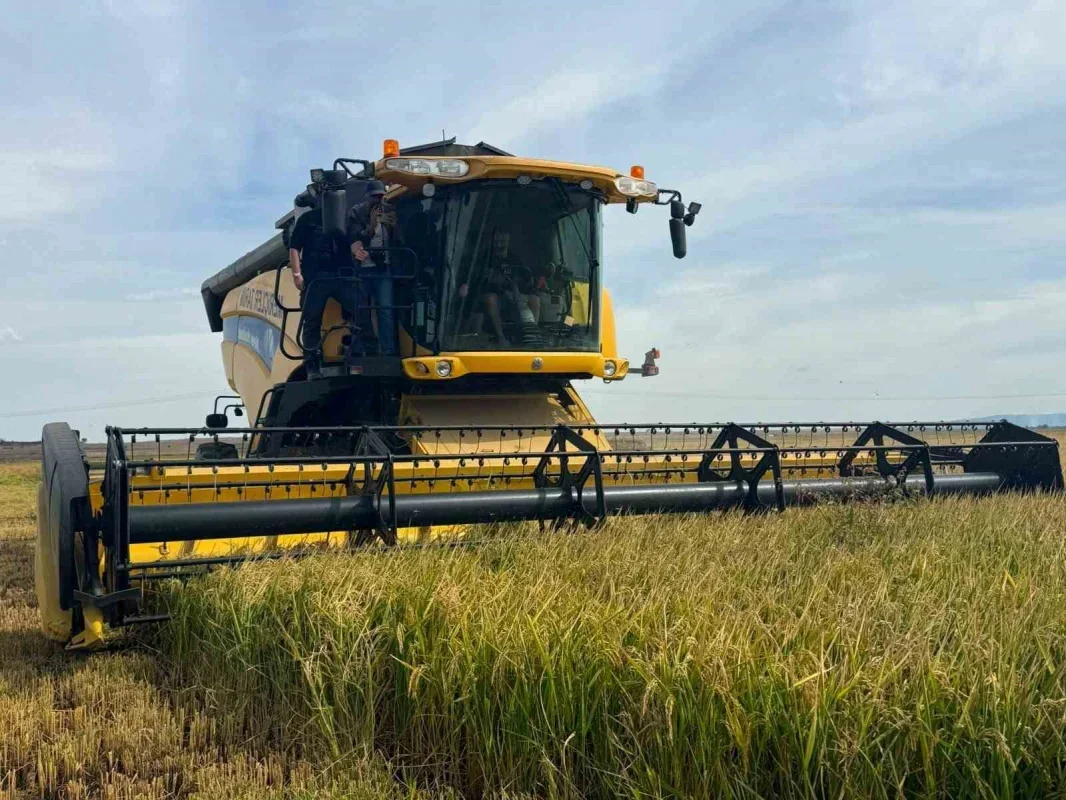 Keşan'da çeltik hasadı başladı: Üreticinin fiyat beklentisi