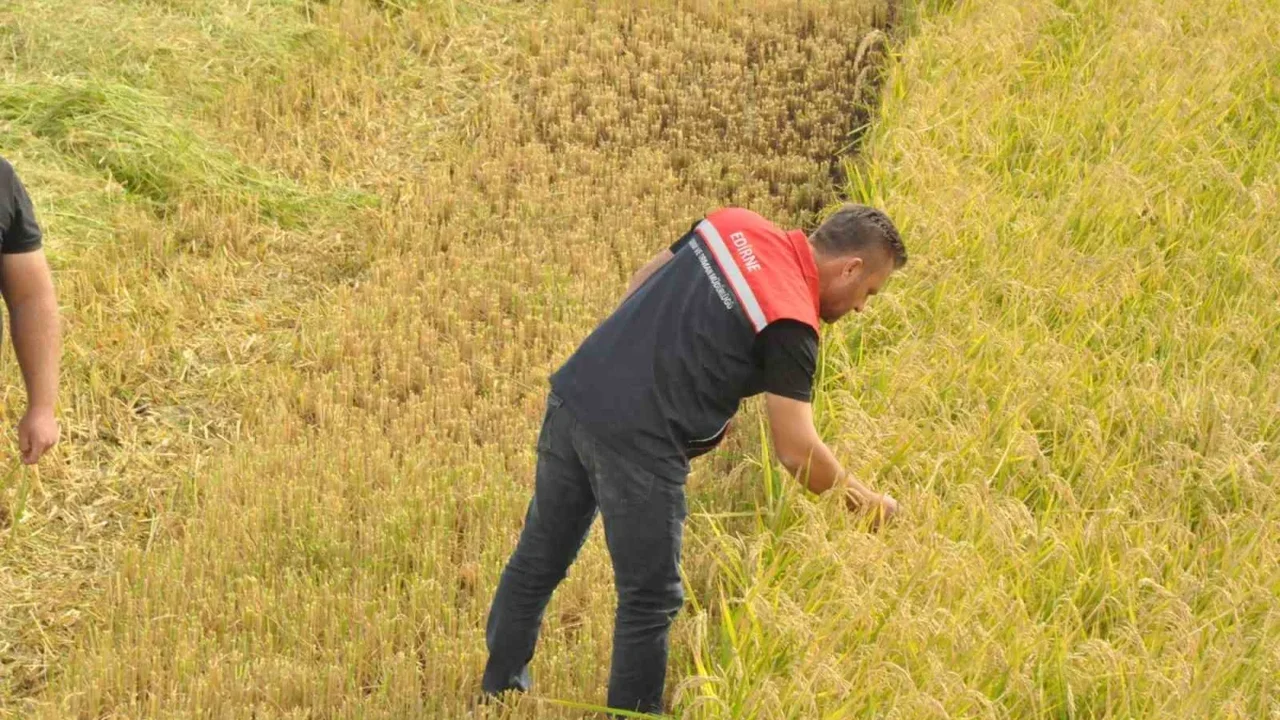Keşan'da çeltik hasadı başladı: Üreticinin fiyat beklentisi