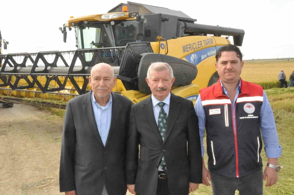 Keşan'da çeltik hasadı başladı: Üreticinin fiyat beklentisi