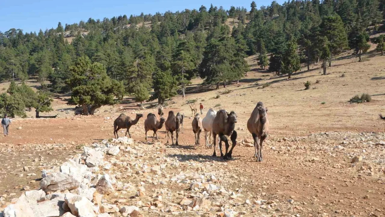 Sarıkeçili Yörüğü Ali Uçar, devecilik geleneğini yaşatıyor