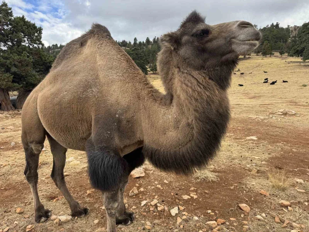 Sarıkeçili Yörüğü Ali Uçar, devecilik geleneğini yaşatıyor