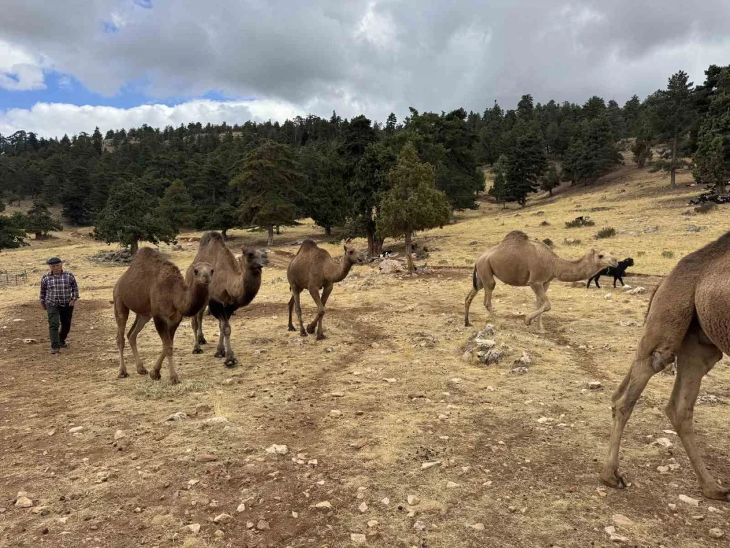 Sarıkeçili Yörüğü Ali Uçar, devecilik geleneğini yaşatıyor