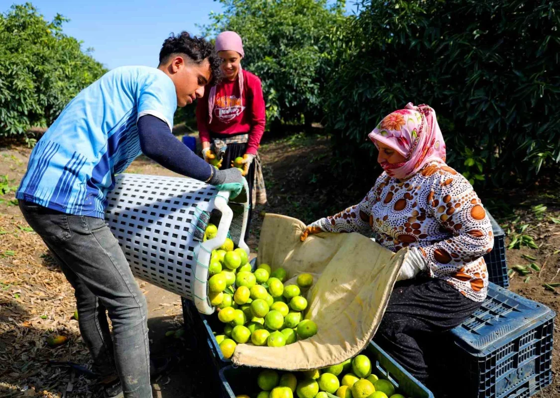Adana mandalina hasadı başladı: Dalında fiyat 8-10 lira