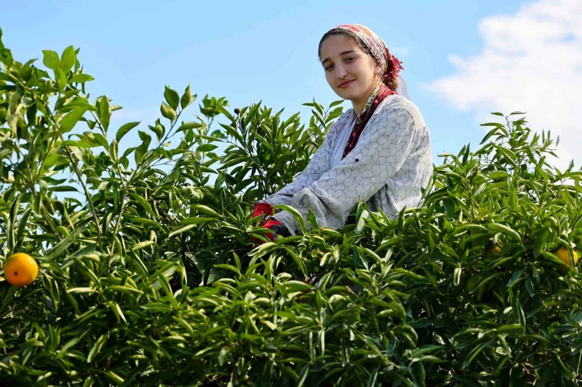 Adana mandalina hasadı başladı: Dalında fiyat 8-10 lira