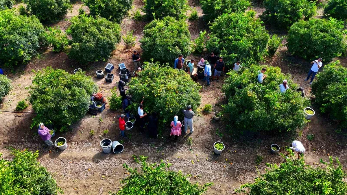 Adana mandalina hasadı başladı: Dalında fiyat 8-10 lira