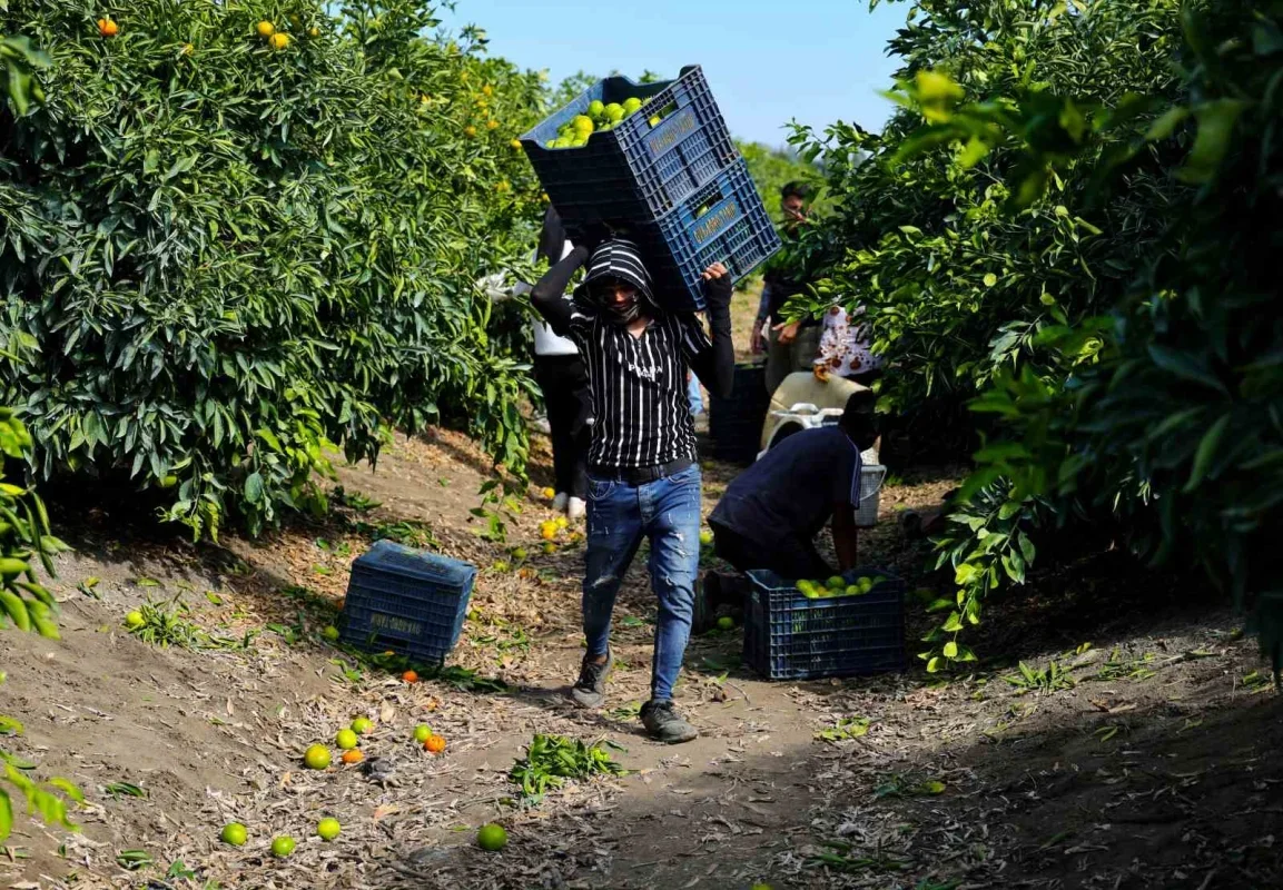 Adana mandalina hasadı başladı: Dalında fiyat 8-10 lira