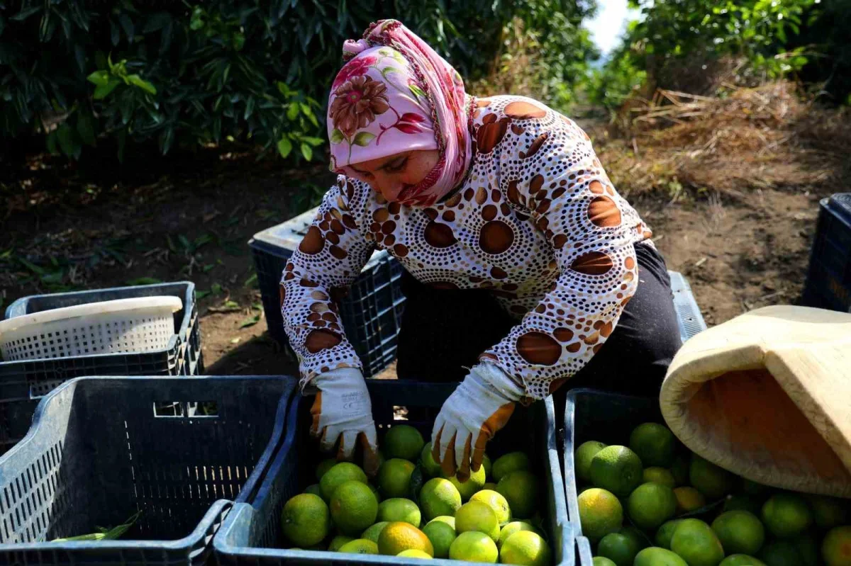 Adana mandalina hasadı başladı: Dalında fiyat 8-10 lira