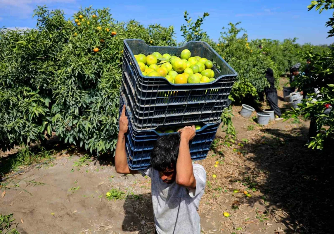 Adana mandalina hasadı başladı: Dalında fiyat 8-10 lira