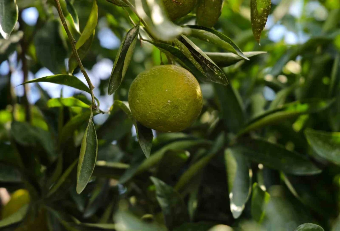 Adana mandalina hasadı başladı: Dalında fiyat 8-10 lira
