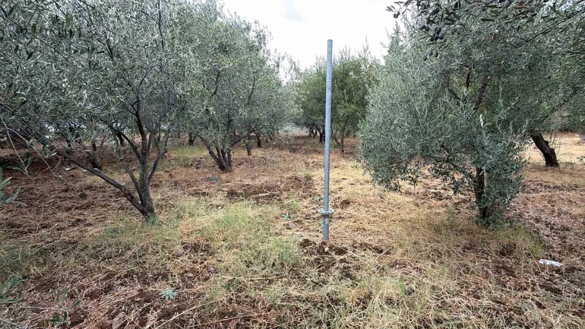 Zeytinde ideal hasat zamanı ne? Alacalı dönem öne çıkıyor