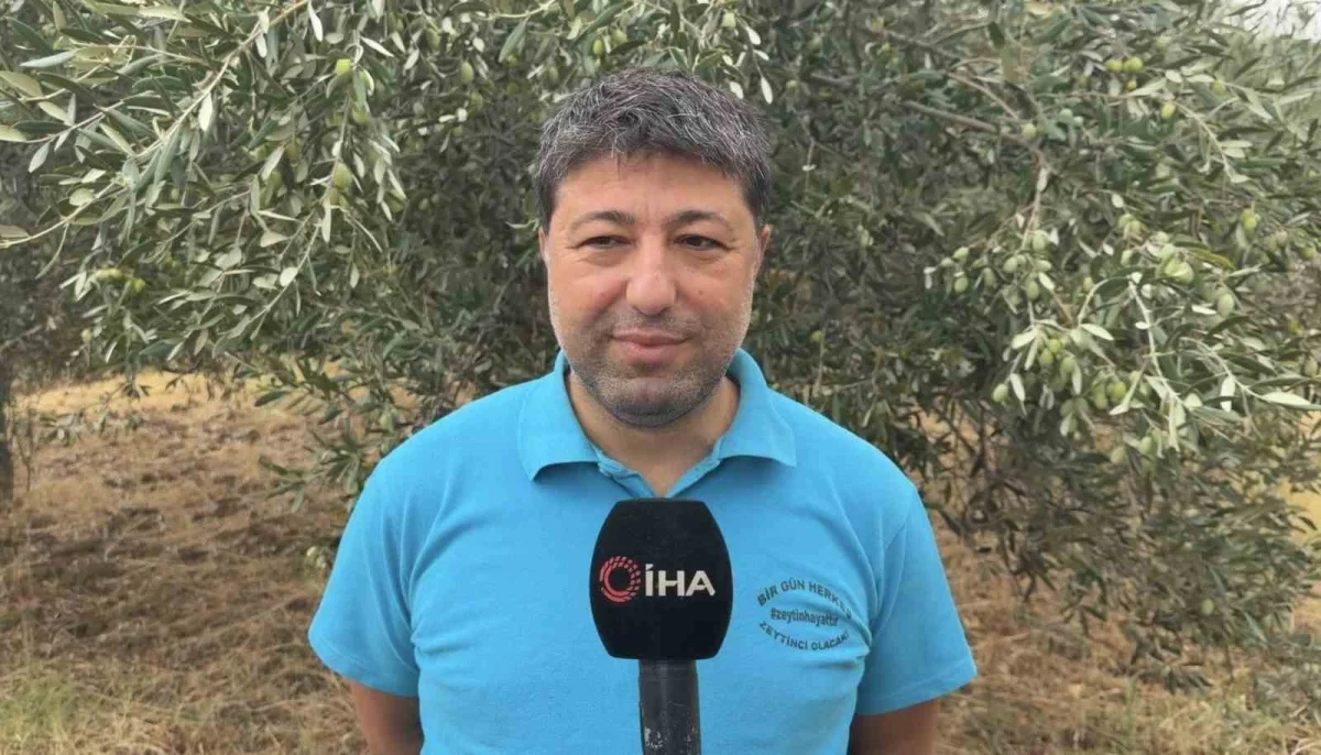Zeytinde ideal hasat zamanı ne? Alacalı dönem öne çıkıyor