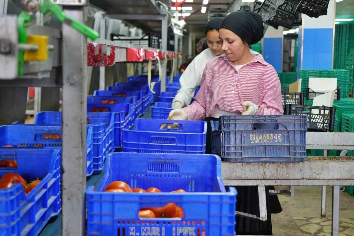 Antalya hal endeksi: Domates fiyatı yıllık yüzde 53,66 arttı