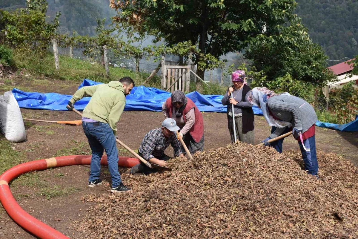 Sakarya fındık hasadında kalite yüksek, delikli oranı arttı