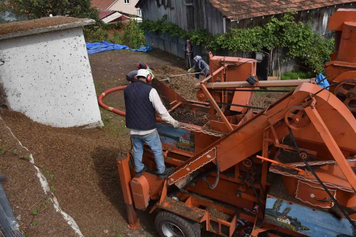 Sakarya fındık hasadında kalite yüksek, delikli oranı arttı