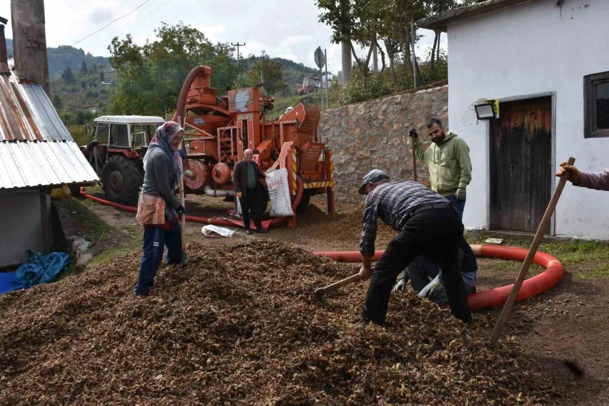 Sakarya fındık hasadında kalite yüksek, delikli oranı arttı