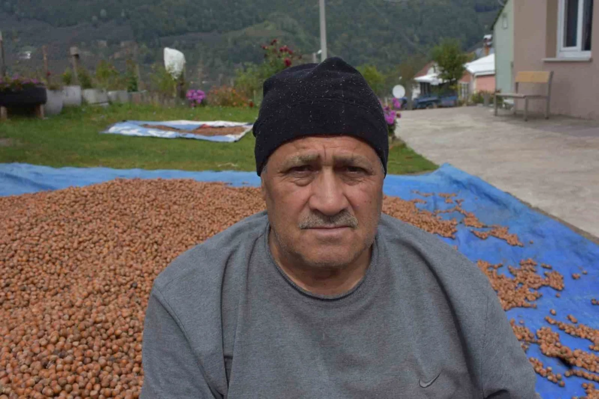 Sakarya fındık hasadında kalite yüksek, delikli oranı arttı