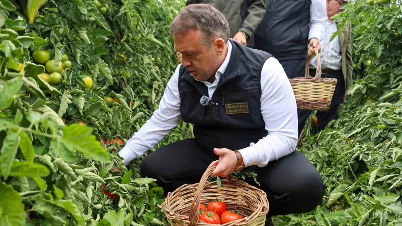 Bilecik domates hasadı: Osmaneli'nde 58 bin ton üretim