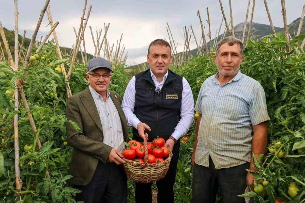 Bilecik domates hasadı: Osmaneli'nde 58 bin ton üretim