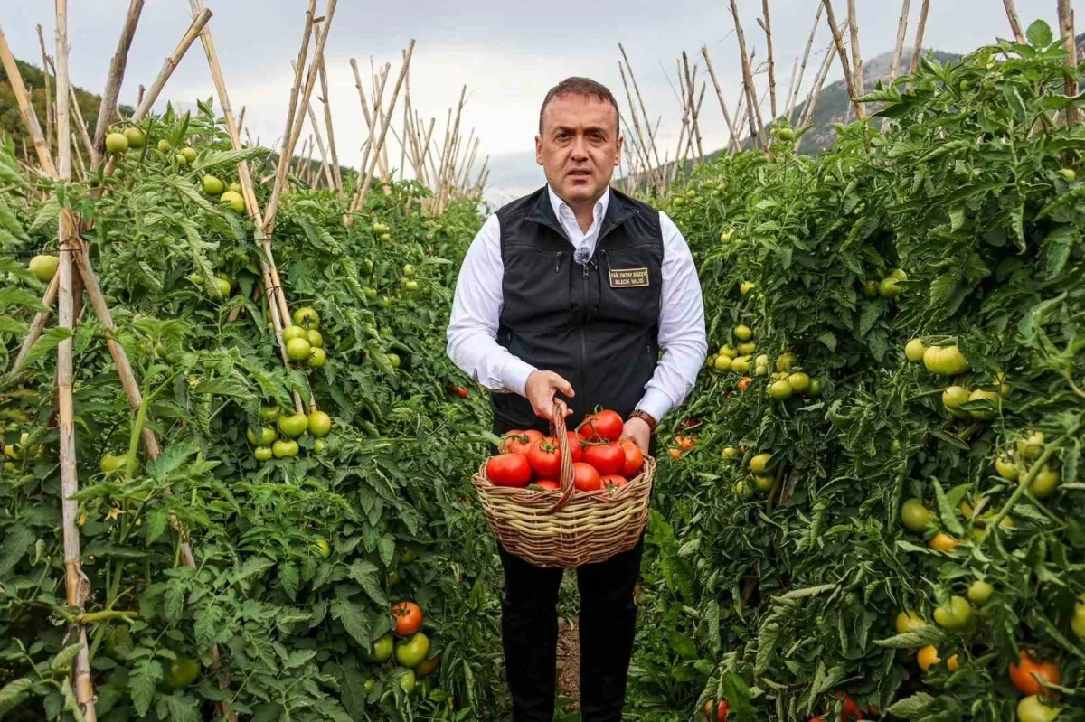 Bilecik domates hasadı: Osmaneli'nde 58 bin ton üretim