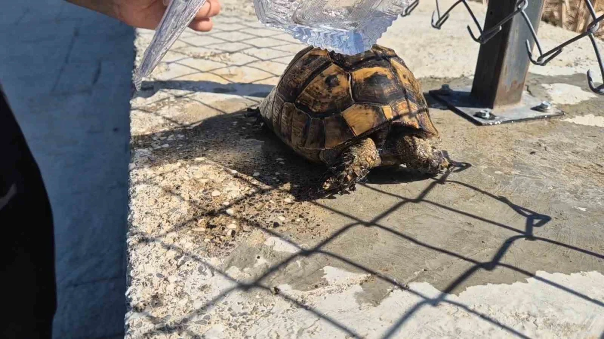 Tekirdağ'da yangından kurtarılan kaplumbağaya vatandaş sahip çıktı