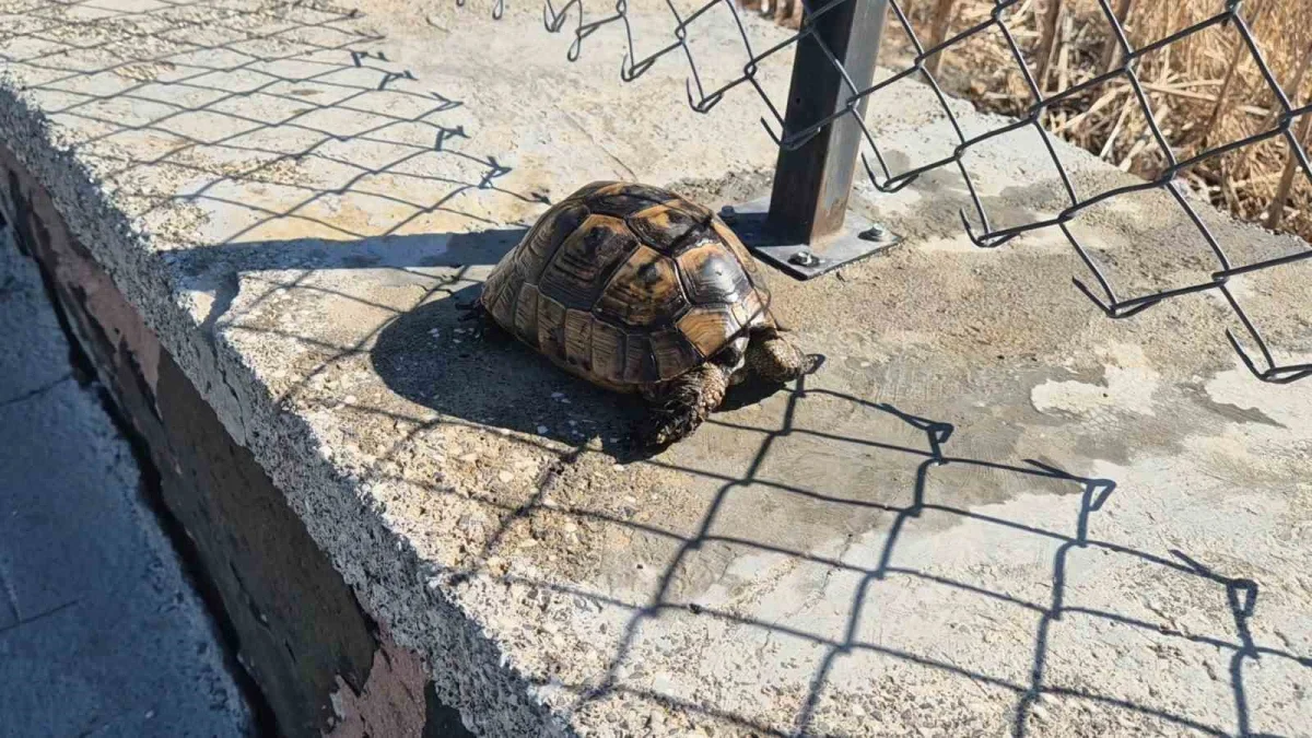 Tekirdağ'da yangından kurtarılan kaplumbağaya vatandaş sahip çıktı