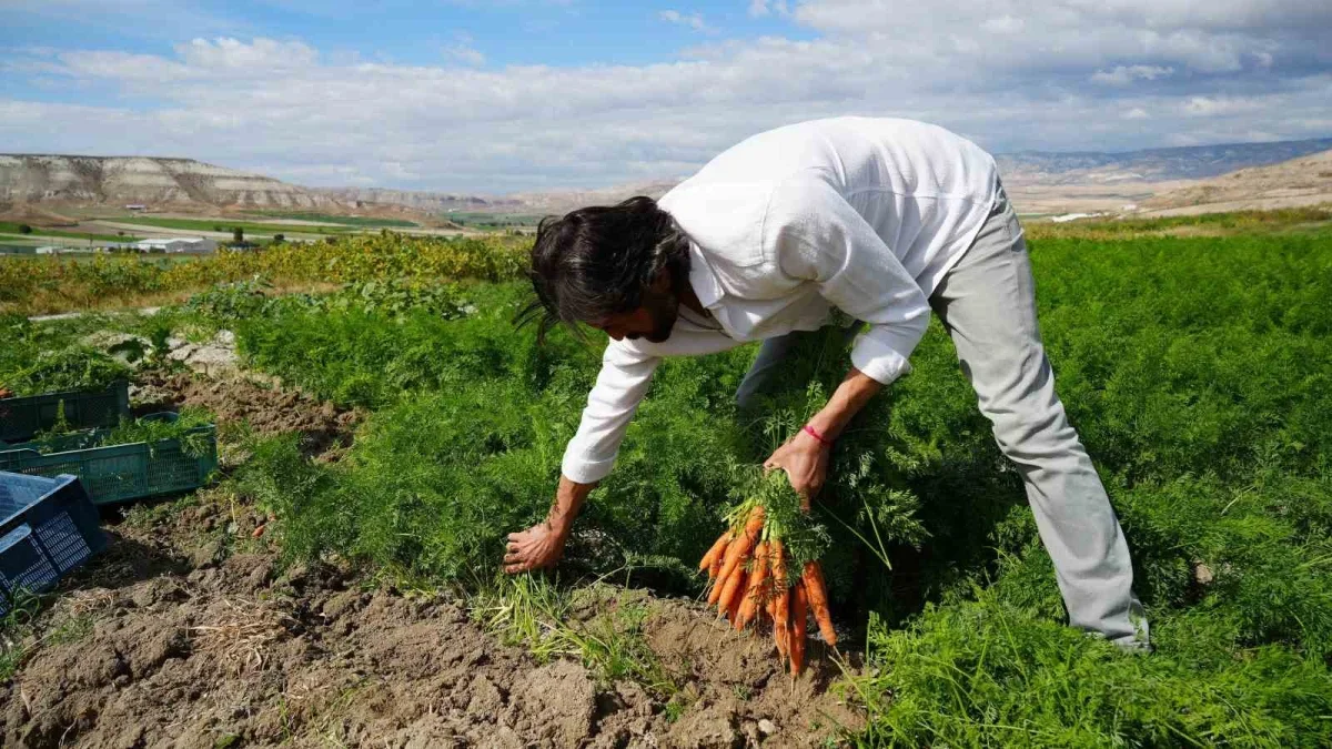 Beypazarı baby havuç üretimi 12 aya yayıldı, talep artıyor