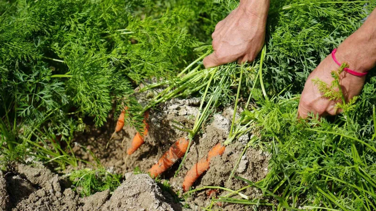 Beypazarı baby havuç üretimi 12 aya yayıldı, talep artıyor