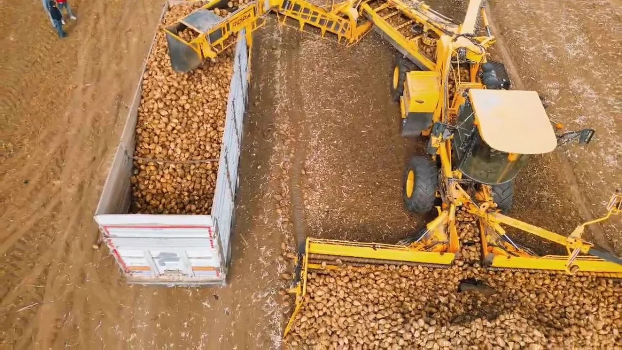 Tekirdağ'da şeker pancarı hasadı: Dekara 10 ton verim