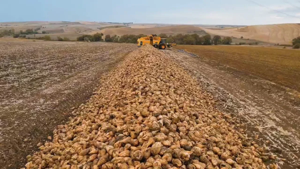 Tekirdağ'da şeker pancarı hasadı: Dekara 10 ton verim